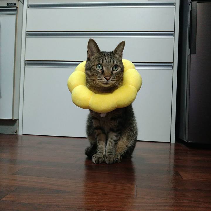 7e74d6bd a2e5 437c af11 f82ab1a01124 1728984888191