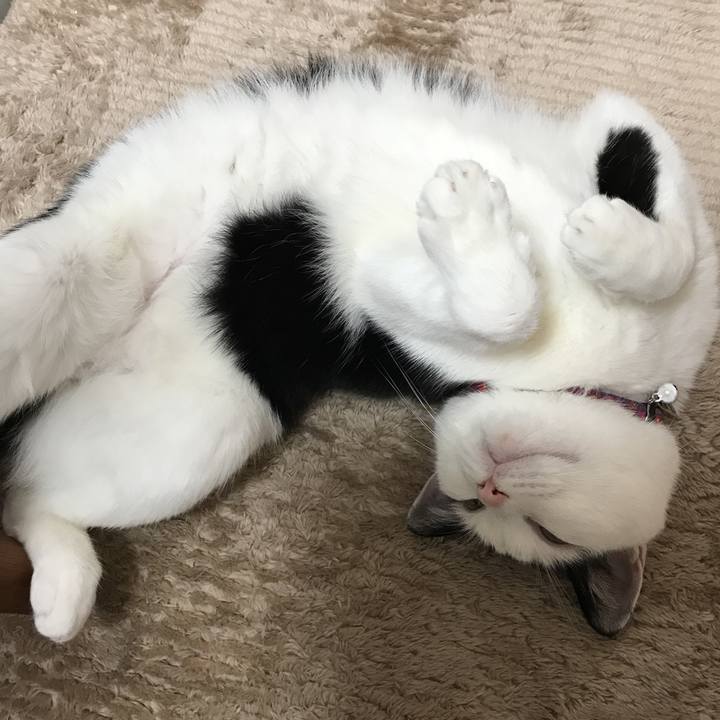 7e75c05e 8aef 4953 b4dc d265fa9c6b01 1513776302833