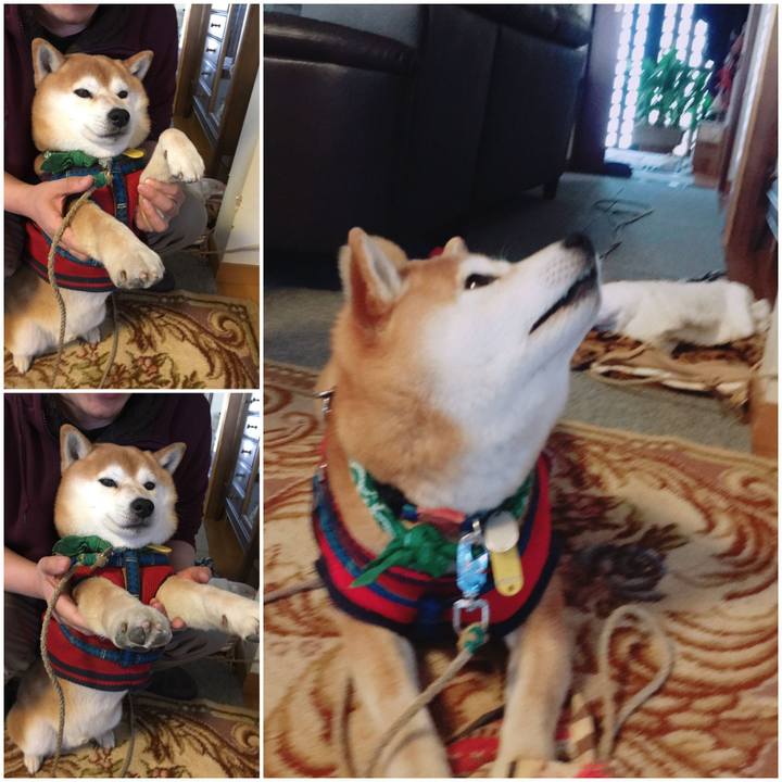 7e775d02 cfcf 4358 8cbd b3c68d18fcae 1554360892068