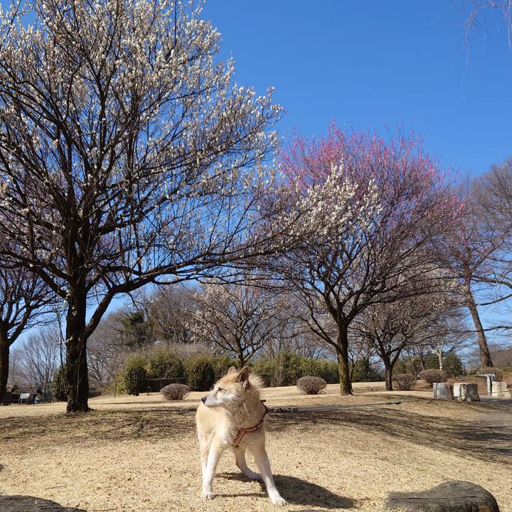 7e77dc30 a1cb 49d0 9526 4a8897eb025f 1614484360623