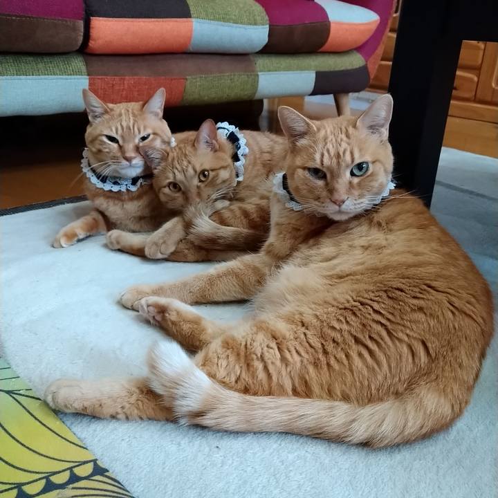 7e78dab2 88c7 469e b32d 7eebbf49c503 1589962535335