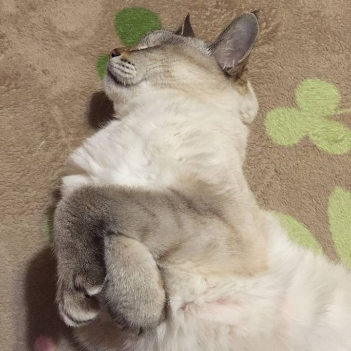 7e7c9fe5 a955 4cb7 adda 532dde35963c 1542368720422