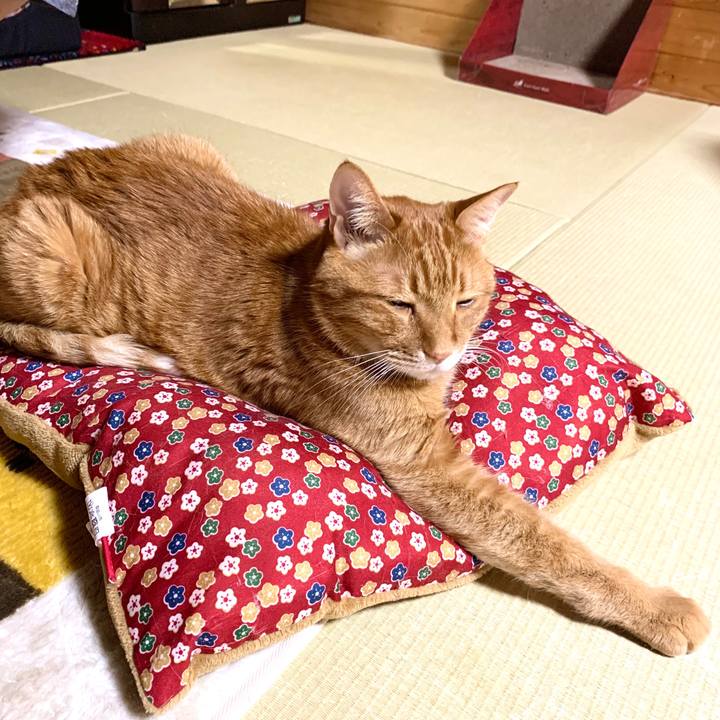 7e7e1c86 217c 4788 a395 d28b143cbf7c 1588685306471