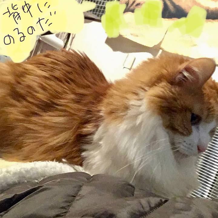 7e7e2429 0734 43d5 b603 edc46013ec94 1575711082460