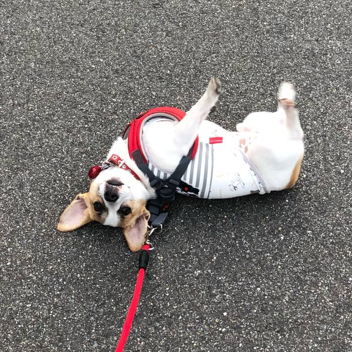 7e7ea2a3 18a1 4c71 ac5c fe09a6823e9c 1560819168929