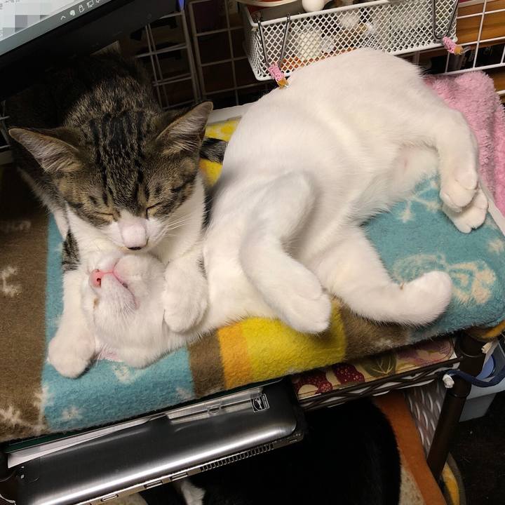 7e866e29 1779 4a80 bf9d 1c1621dc2d62 1564651387451