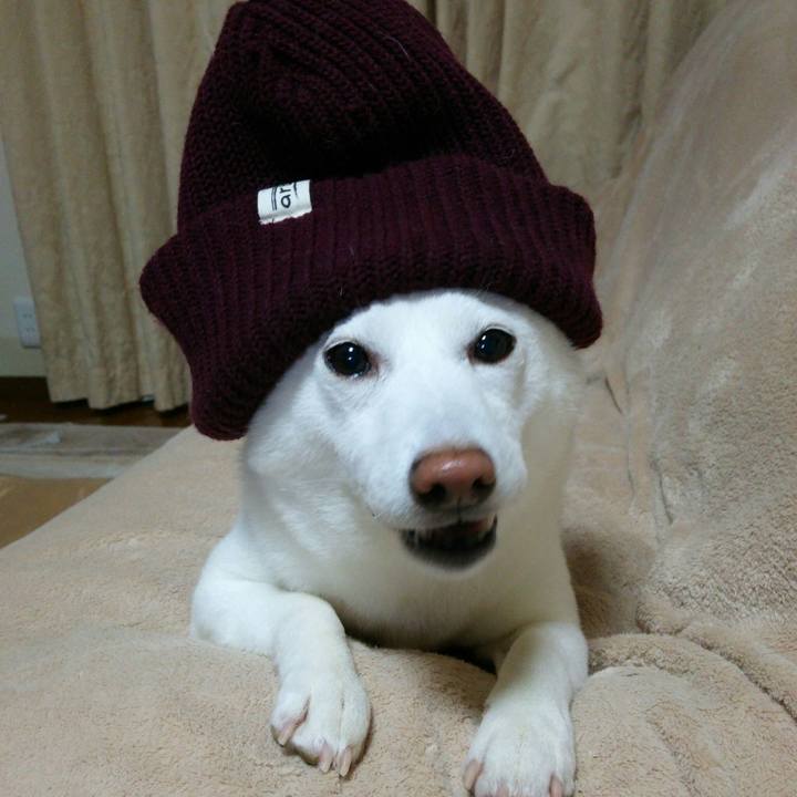 7e88dcda 0653 4883 aa43 83a7964cbf7c 1544183305474