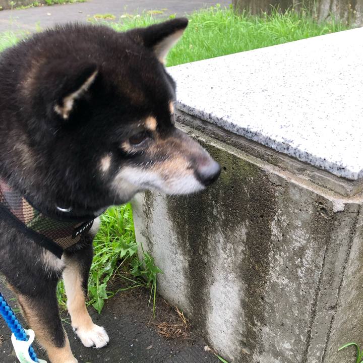 7e88ed3f 7b95 4d91 bb66 736723ea4758 1534891263221