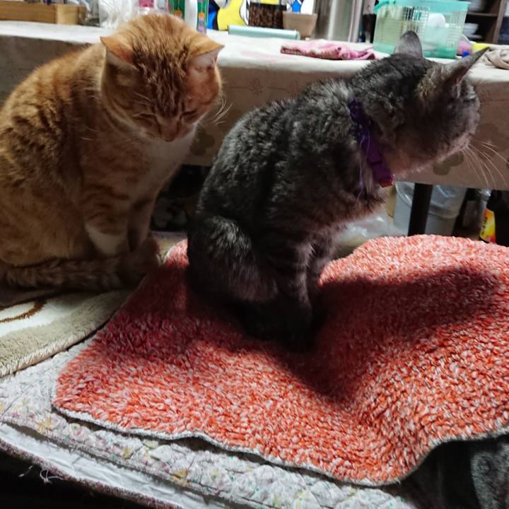 7e8a40a3 5cfa 4393 a2cc b5fbb1bc02b3 1581041184313