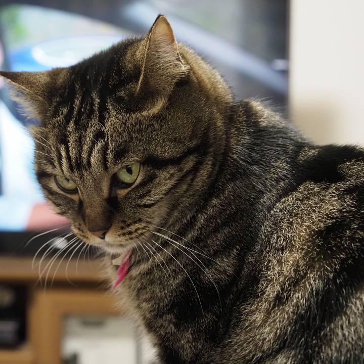 7e8a869c 44f4 4b99 a7f0 94c504b01a05 1640506020619