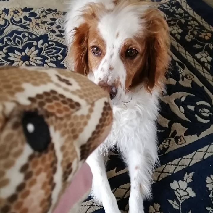 7e8de856 2a3e 47cb b1ca 327670460eae 1586494951832