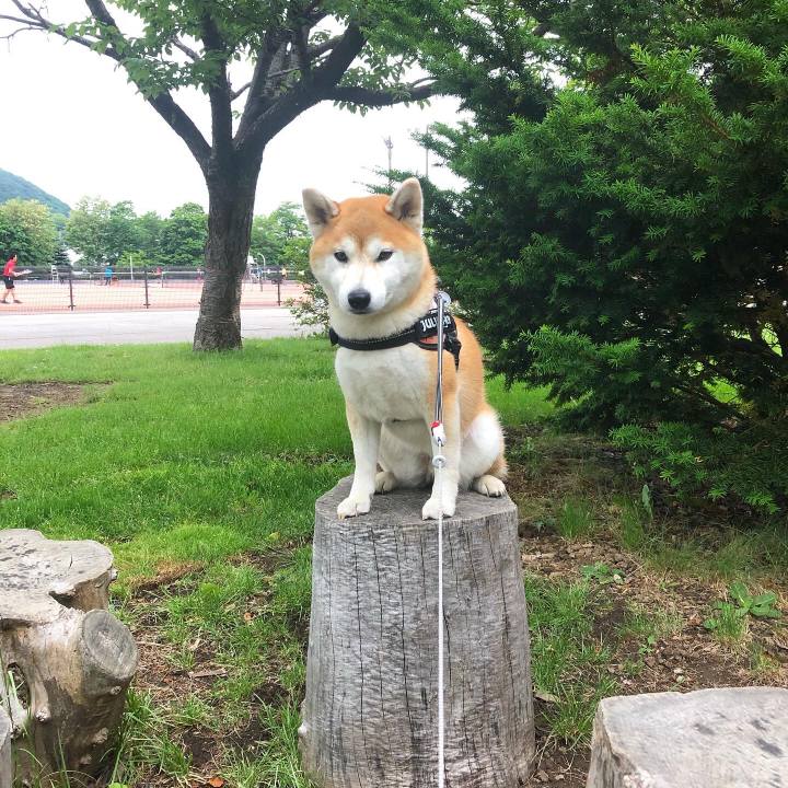 7e8f2f22 b3e7 41bf af73 2f34576939db 1592472400427