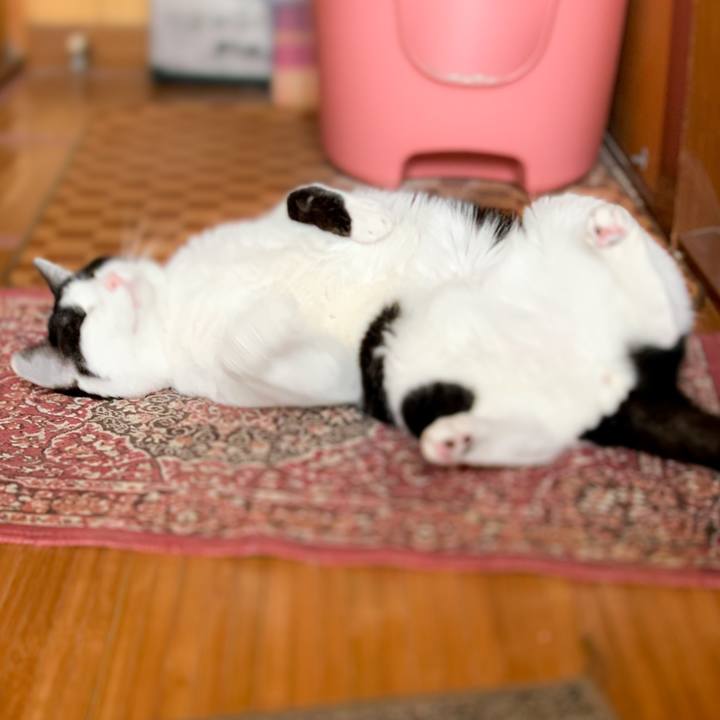 7e97d07c db95 46a7 b2a5 95bf86becfe9 1587950257458