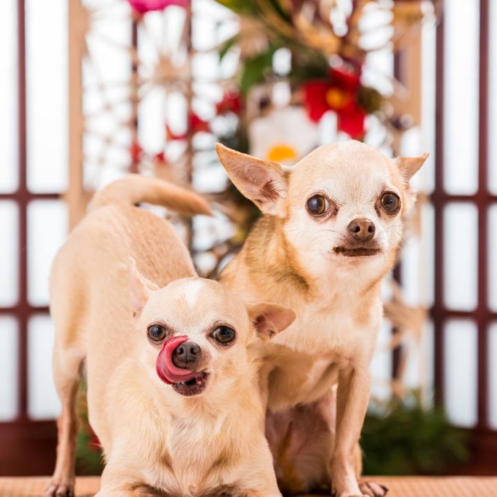 7e98b981 a94e 4513 8629 f95d81d966c2 1577866264093