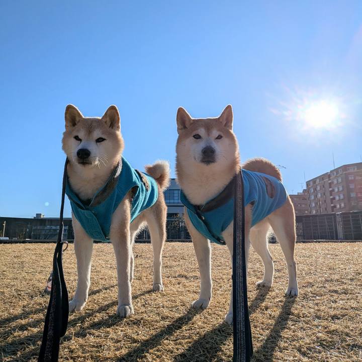 7e9c0ff2 710c 4196 b293 67c3aca2f21a 1767844785315