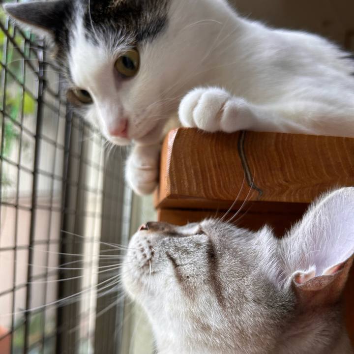 7ea60a5c cdd2 47f7 bfc4 07a17cdb3564 1753480018052