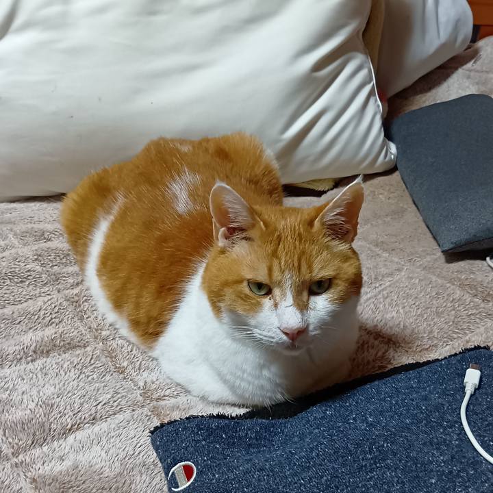 7ea66ba7 3270 4541 bbd3 ff20aeb9b703 1762258079355