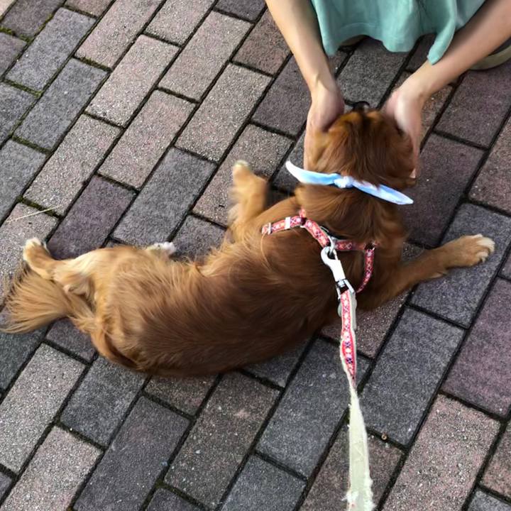 7ea6ca63 176c 4c64 b423 e36ede8fcce4 1598742760239