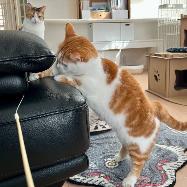 7ea6f712 08ef 4877 a46c 45fa30f3306d 1769225324570