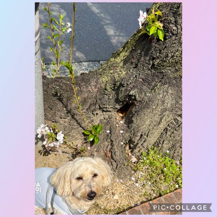 7ea80bc8 786c 45ce 8c1a 1e4843a664f2 1774925867703