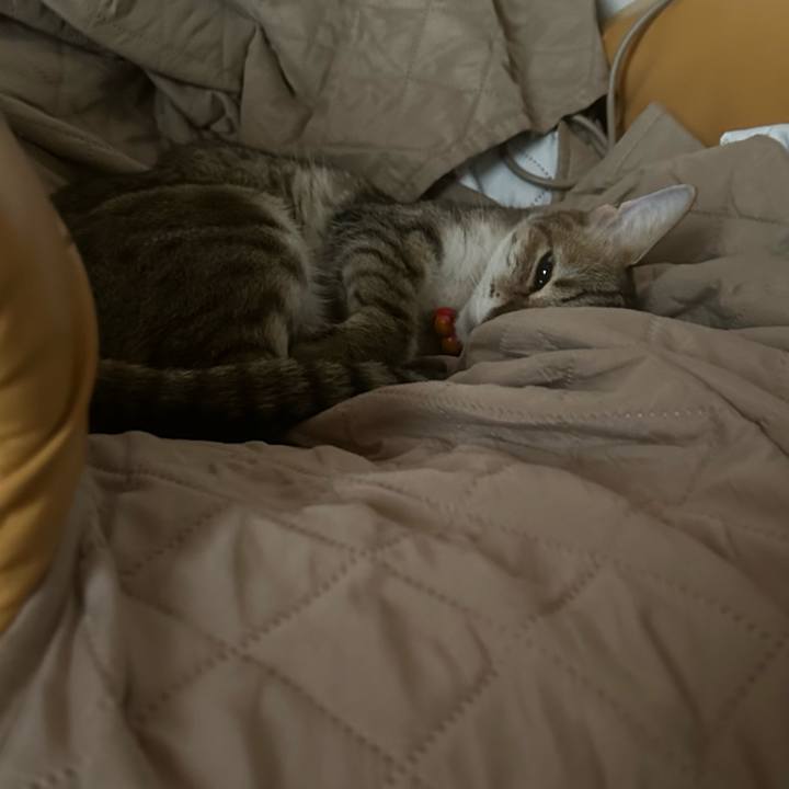 7ea9c630 d397 4f28 a5f6 4076c0261abc 1759533781929