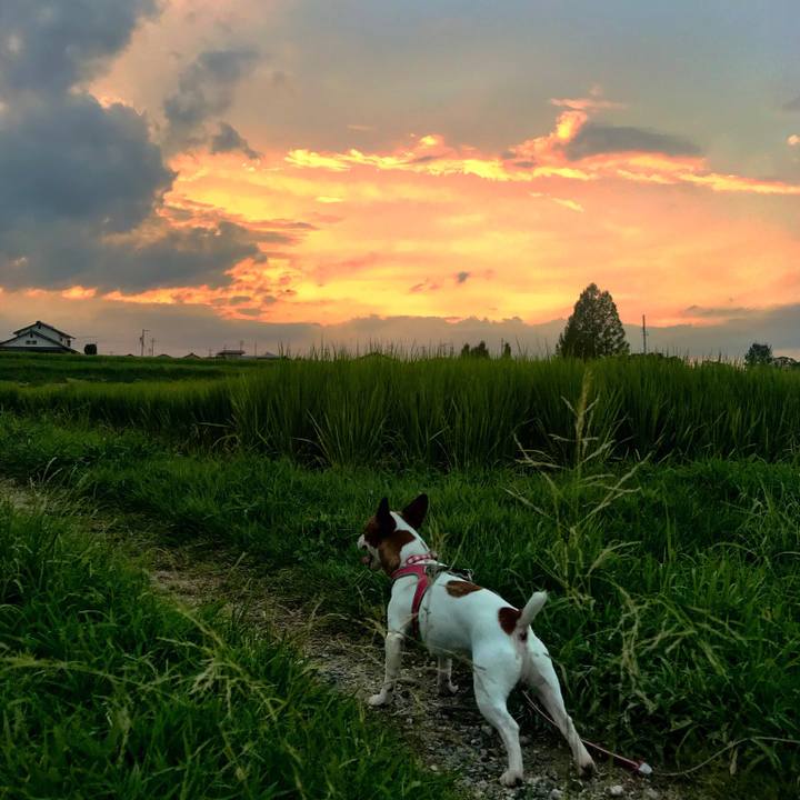 7eab9ea5 1cce 442b 98bc 1dd9fbdecf47 1535453086082