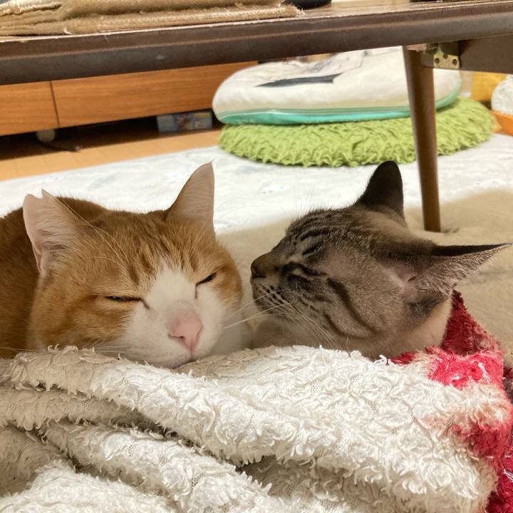 7eac0adc f253 4200 8deb bb7754bf14b2 1771478352206