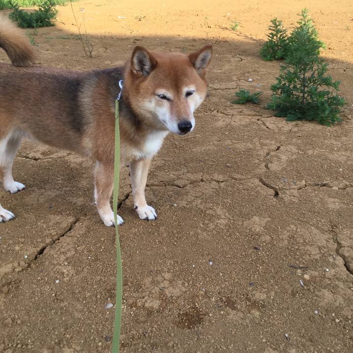 7eb4eb2d 7800 4063 a8f2 5806da1a2137 1560761876058