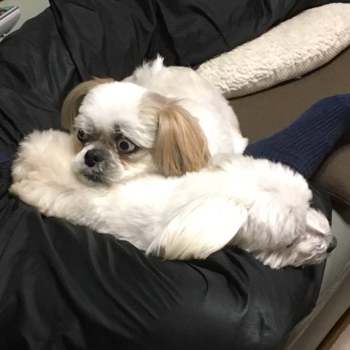 7eba393a 1742 4078 90f4 b35f649a1326 1516842969377