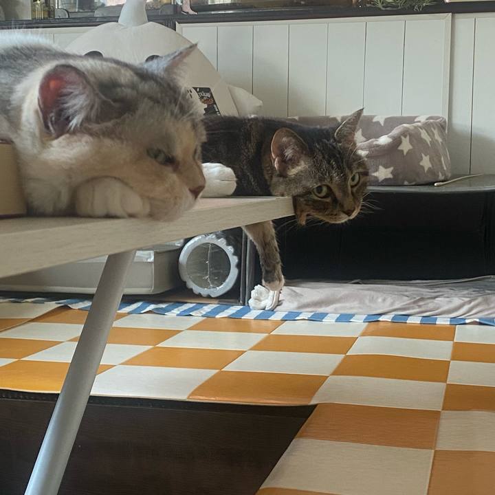 7eba459c b379 4280 8b72 3dc70784062a 1751872720164