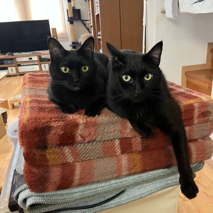 7eba5c2d 90ce 4486 ad99 45df6a4de411 1745025634513