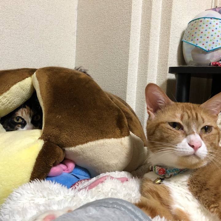 7ec35803 9a7b 4932 aa10 e801e65e442d 1604496035635