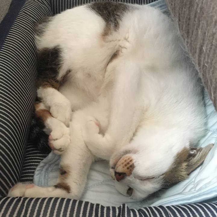 7ec56dfa 41be 4eb4 bdd3 ba2e7fe9049e 1597025867394