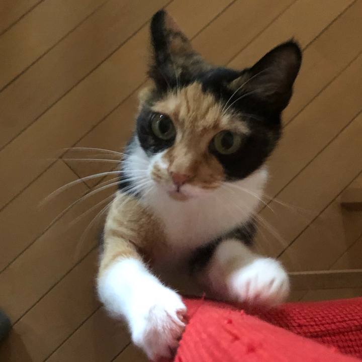 7ec97a65 fa66 47bf bd55 28bb01db0779 1561639301813