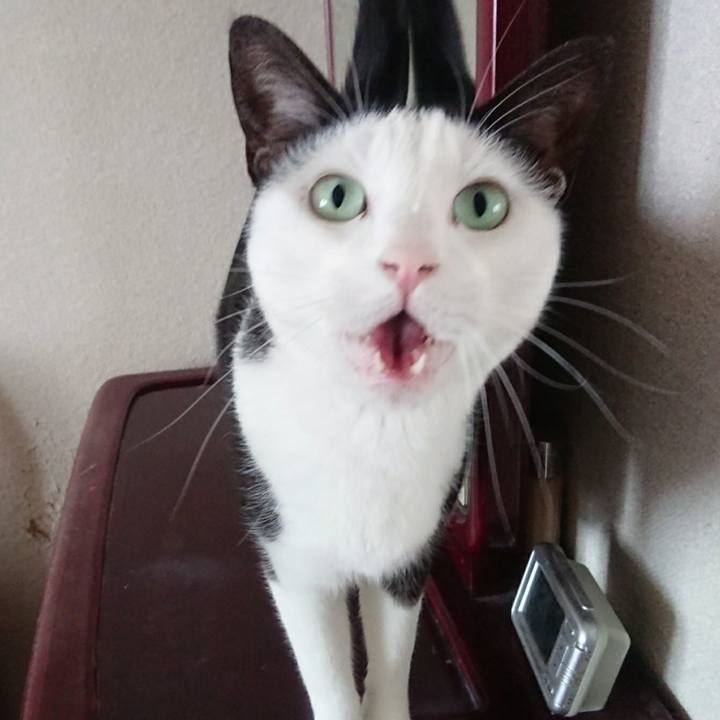 7eca997f ea34 4606 90f9 1a22fbb1403b 1535019065667