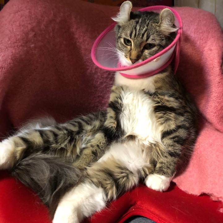 7ecc5d20 3828 4086 9387 bb7082480793 1535813752169