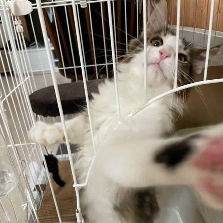 7eccf81a 37d4 47a0 994b 4924403b64db 1634764905660