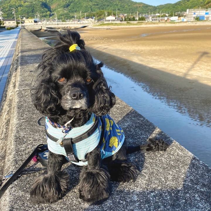 7ecf2d79 ce82 4140 8583 da10c35e68b8 1590213117975