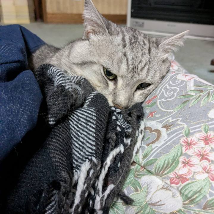 7ed11a91 40f0 494c bf0a f7b3c8f11fcc 1769792287779