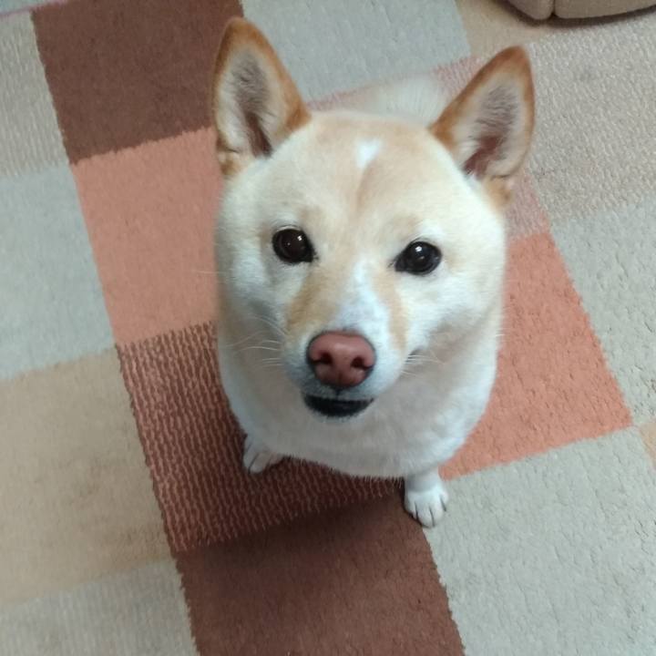 7ed168fe 6fd1 4a51 9fb2 e51a7cc480d5 1584483030643