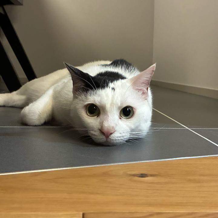 7ed1d43d 9d20 4678 bbba d65a031339d0 1759500371422