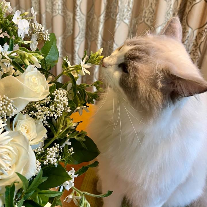 7ed40440 74b2 438f b70f 67d696e30f67 1635498036742