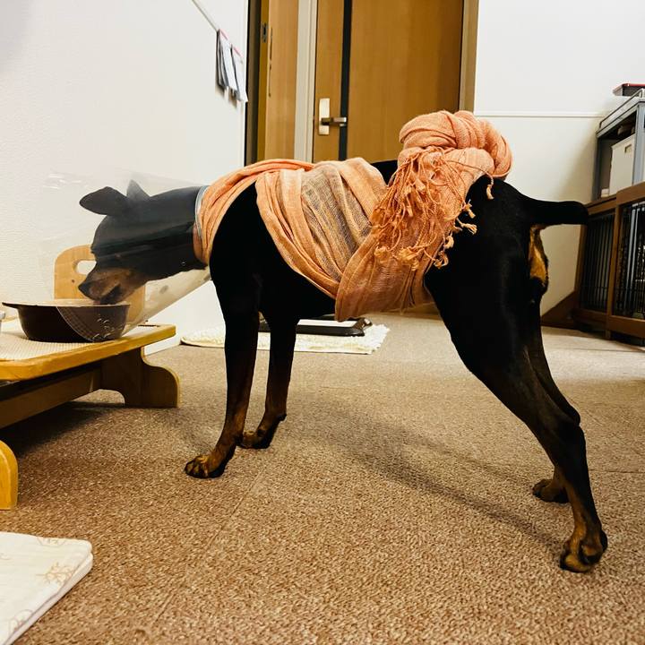 7ed40dfa 3b64 4e49 a6bd 20ae4918dde6 1752149895718