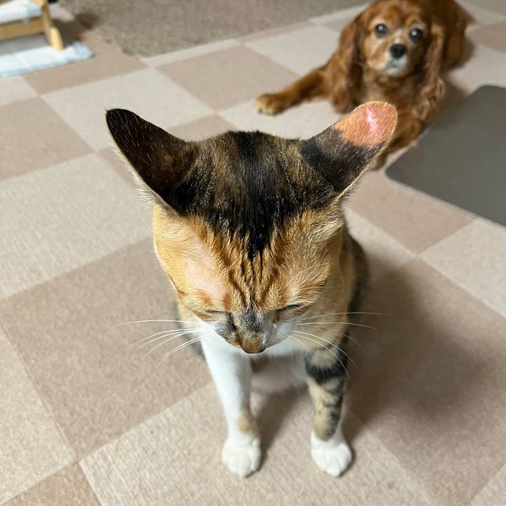 7ede4afb a3d0 4839 9f48 95ac8b535e53 1688255023212