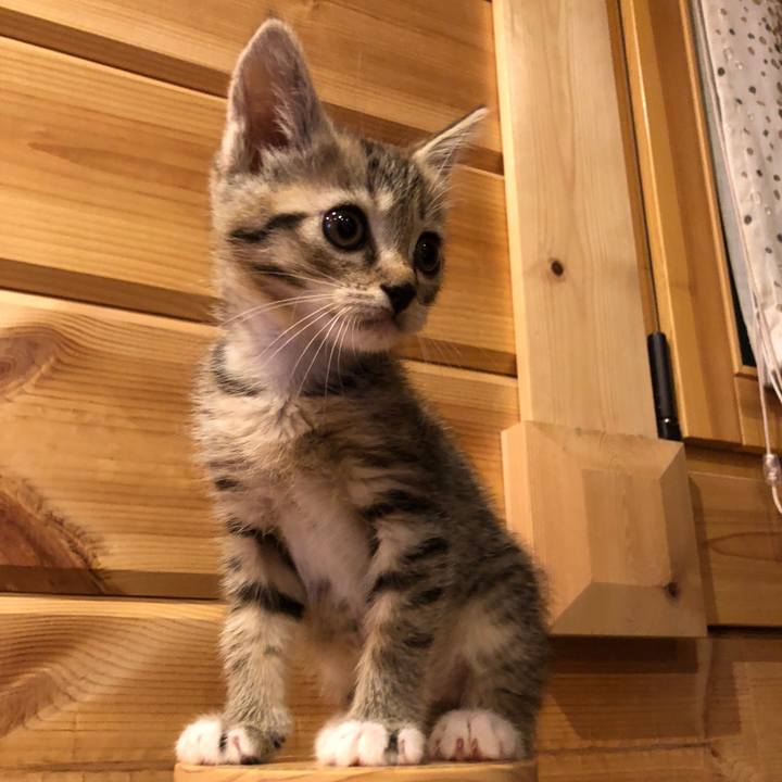 7ee078fc dbdb 4511 8d79 36d447f0aa2b 1541424417819