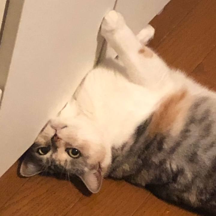 7ee4ae8b 2b7b 4dc9 8f2f e47ed63d2636 1585839657046