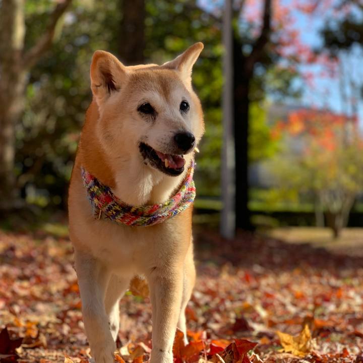 7ee8fe8b 2655 4679 8522 e40f37f8443a 1573800008074