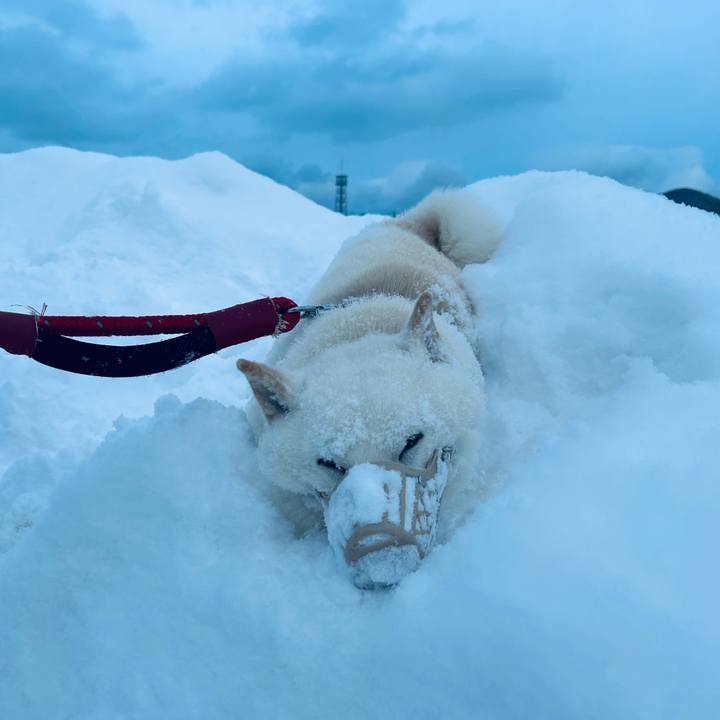 7ee9228f 486f 4787 a861 092ff03a6b27 1703555032669