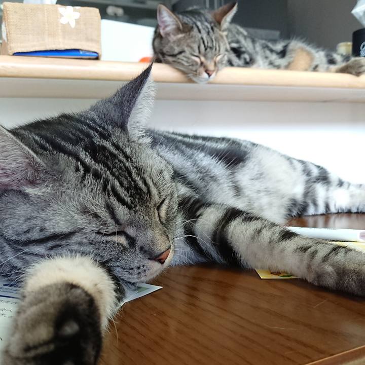 7ef23441 cc5b 4198 ac0d e696e8fba254 1528852861207