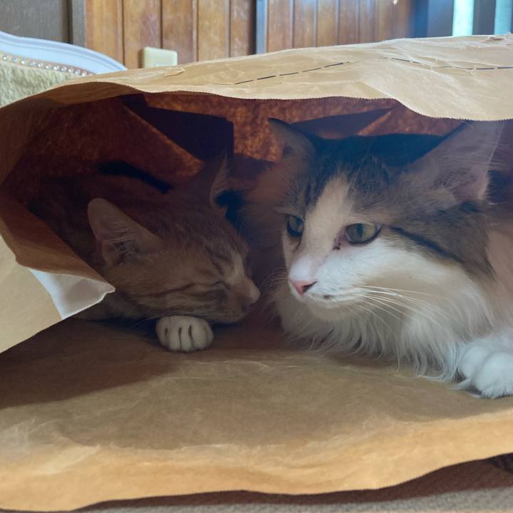 7ef2f3a2 998b 47a7 903e 5ed51241de2b 1766240934479